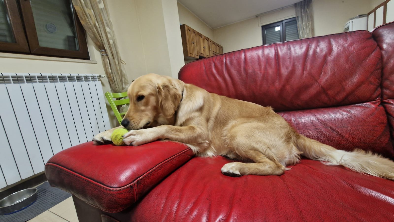 Cane accudito durante il servizio di pensione a domicilio Floky