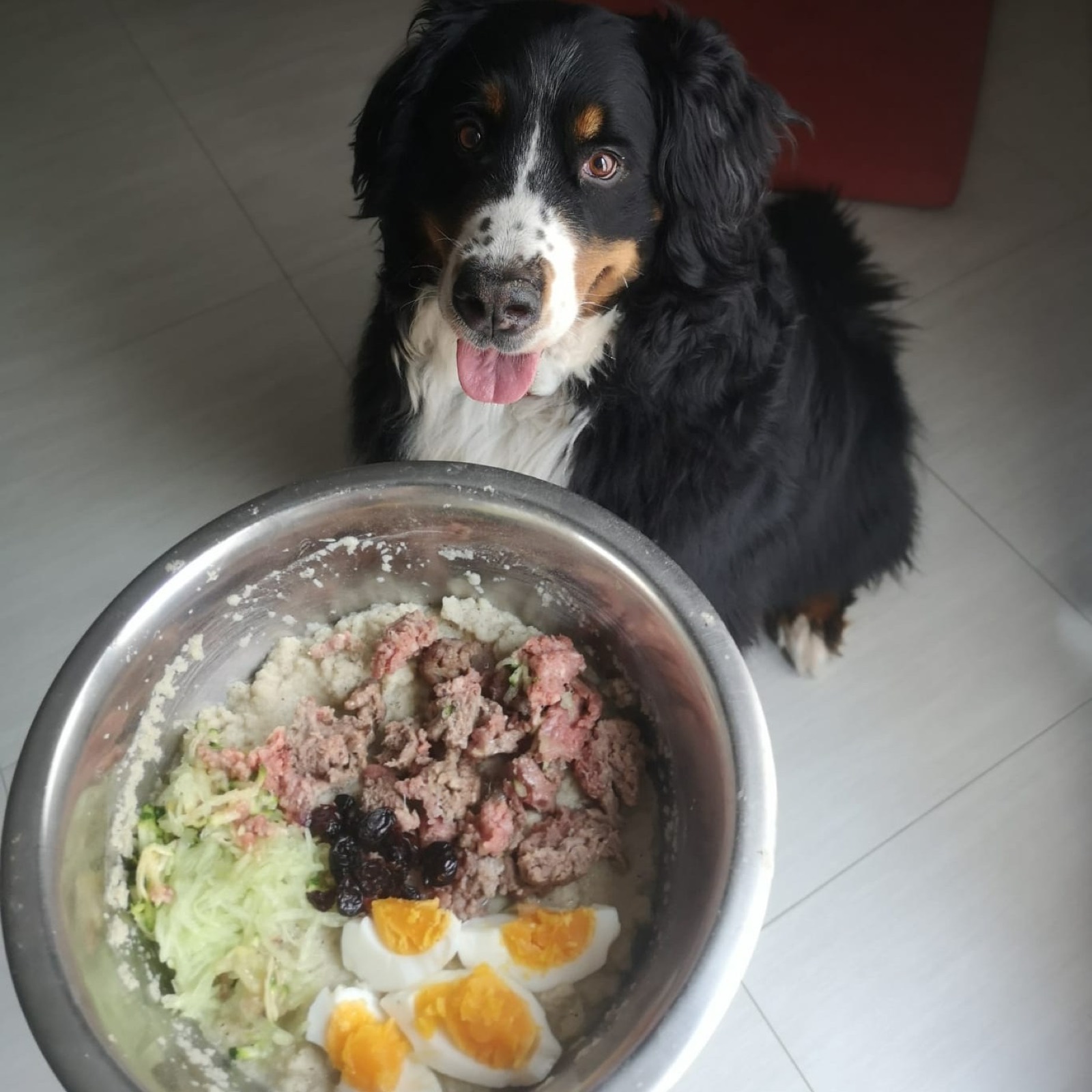 Bovaro del Bernese accanto a una ciotola di cibo fresco