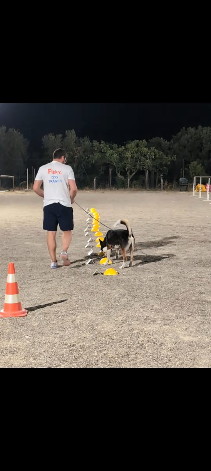 Sessione di nosework, ricerca di odori e sostanze con il cane