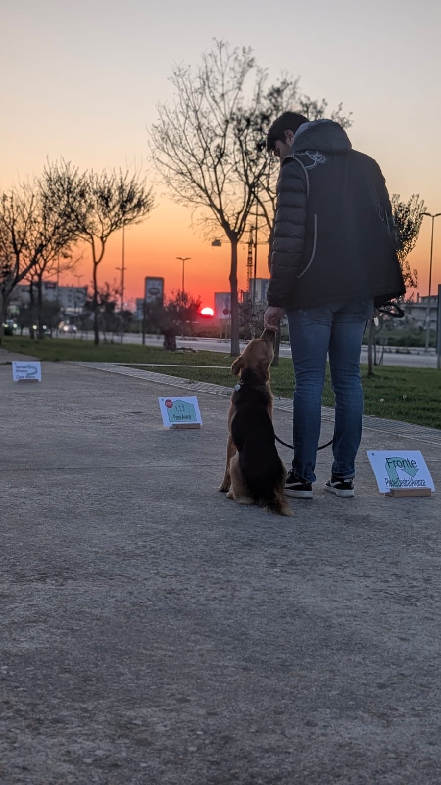 Sessione di rally-obedience al tramonto con un cane